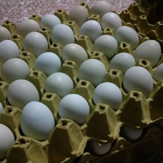 粉壳蛋  新鲜绿壳鸡蛋420枚装！全国发货！量大谈价！