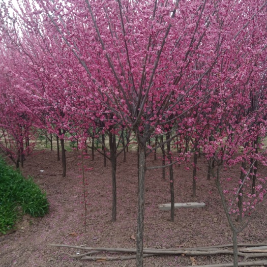 汝南县红梅