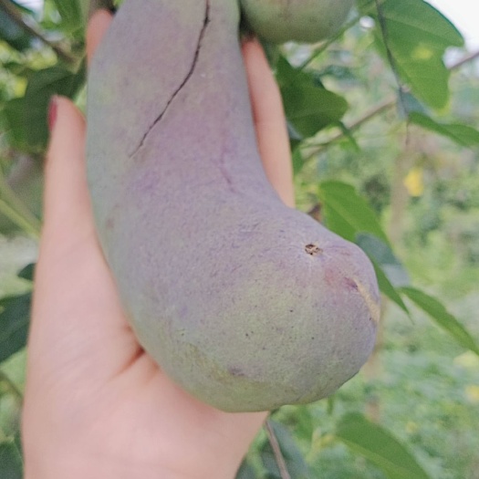 毕节紫色一号八月瓜 种植 紫色