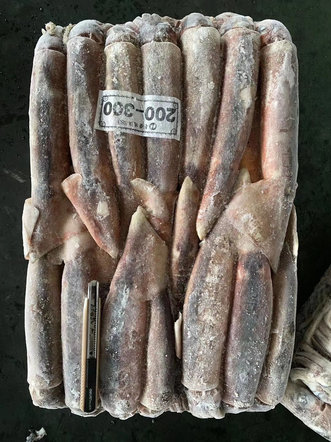 阿根廷鱿鱼 阿根廷、印度洋、朝鱿、真鱿原料集团公司直供