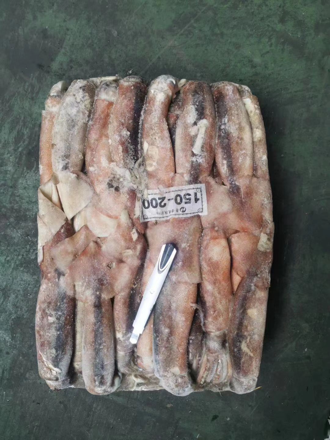 阿根廷鱿鱼 阿根廷、印度洋、朝鱿、真鱿原料集团公司直供