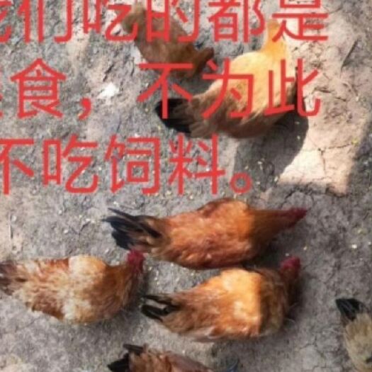 肥西县土鸡 好不好你自己看