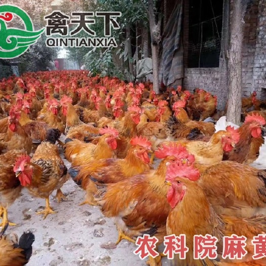 广州九斤黄鸡苗 统货
