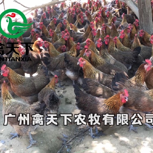 广州 柴鸡苗 统货
