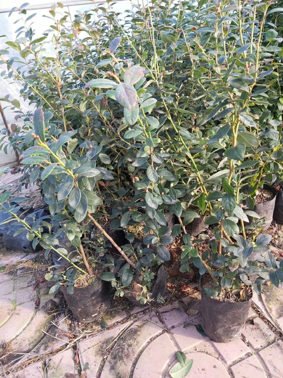 南方薄雾蓝莓苗  奥尼尔蓝梅苗 优瑞卡、H5脱毒组培蓝梅苗