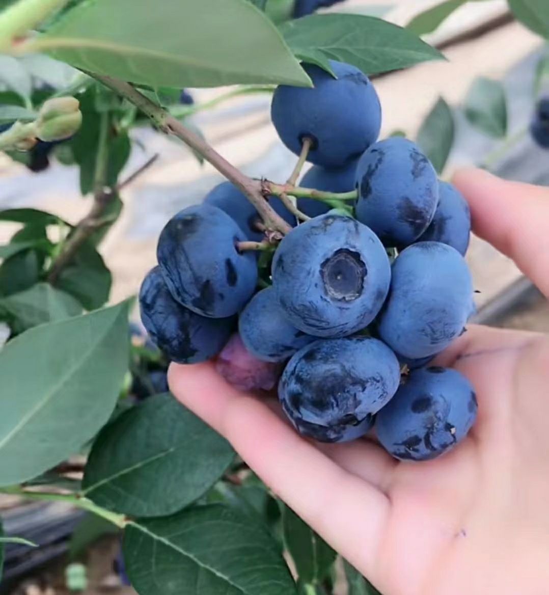 南方薄雾蓝莓苗  奥尼尔蓝梅苗 优瑞卡、H5脱毒组培蓝梅苗