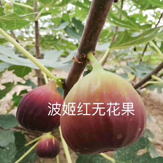 泰安波姬红无花果苗
  波姬红无花果树苗 保品种基地