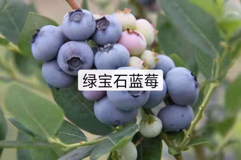 薄雾蓝莓苗  奥尼尔脱毒组培苗 天后蓝梅苗杯栽蓝梅苗容器穴盘蓝梅苗直销