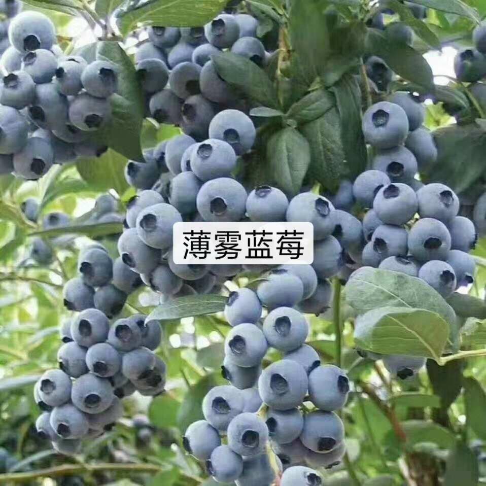 薄雾蓝莓苗  奥尼尔脱毒组培苗 天后蓝梅苗杯栽蓝梅苗容器穴盘蓝梅苗直销