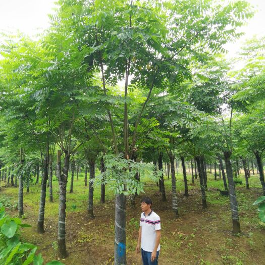 益阳 黄山栾树 南栾 15-20公分 截杆发帽2-3年苗 自家苗圃