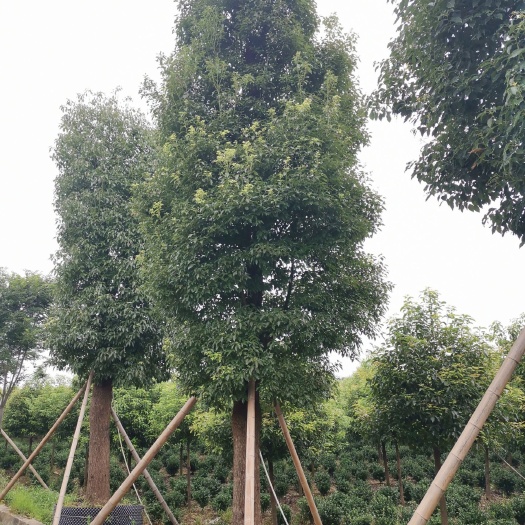 益阳 30-60大骨架移植香樟容器袋苗 自家苗圃直供 一手货源