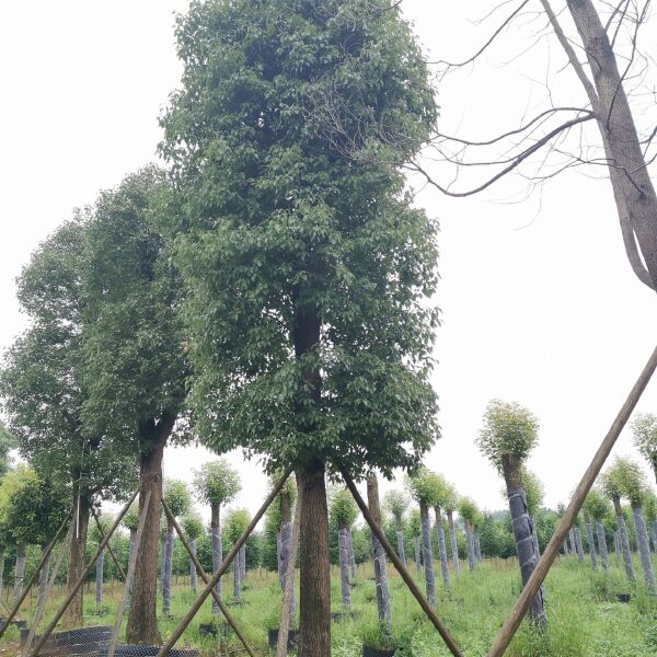  30-60大骨架移植香樟容器袋苗 自家苗圃直供 一手货源