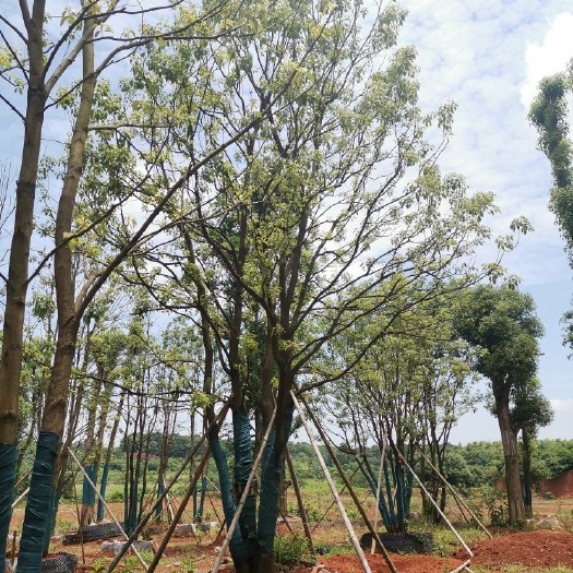 益阳 丛生香樟 多杆香樟 多头香樟骨架移植容器袋苗香樟 杀头香樟