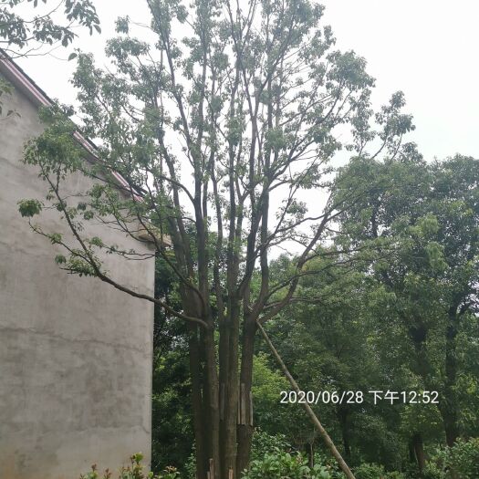 益阳 假植丛生香樟多杆香樟全冠香樟容器围苗 杀头香樟 骨架移植香樟