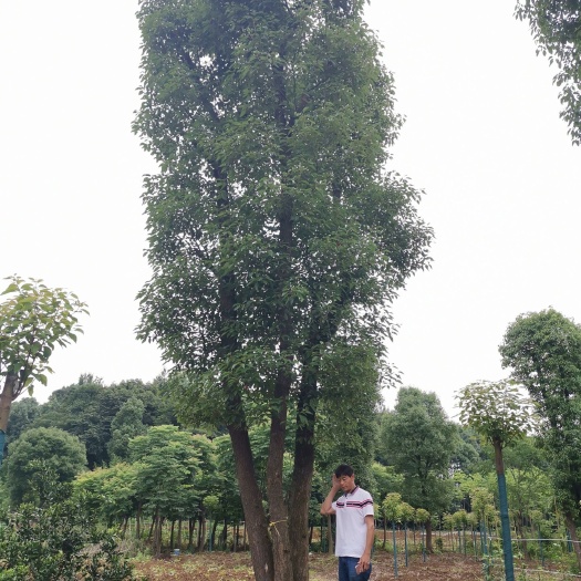 益阳 40-200公分丛生香樟 多杆骨架移植香樟 多头香樟