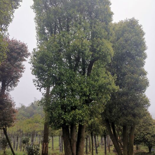  移植丛生香樟多杆香樟多头香樟容器全冠香樟杀头香樟袋苗香樟