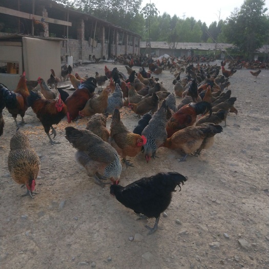 肉鸡  散养土鸡母鸡公鸡