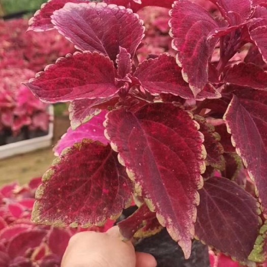 普宁市 彩叶草袋苗 色彩鲜艳观叶植物根系发达好养易活 可以作花境