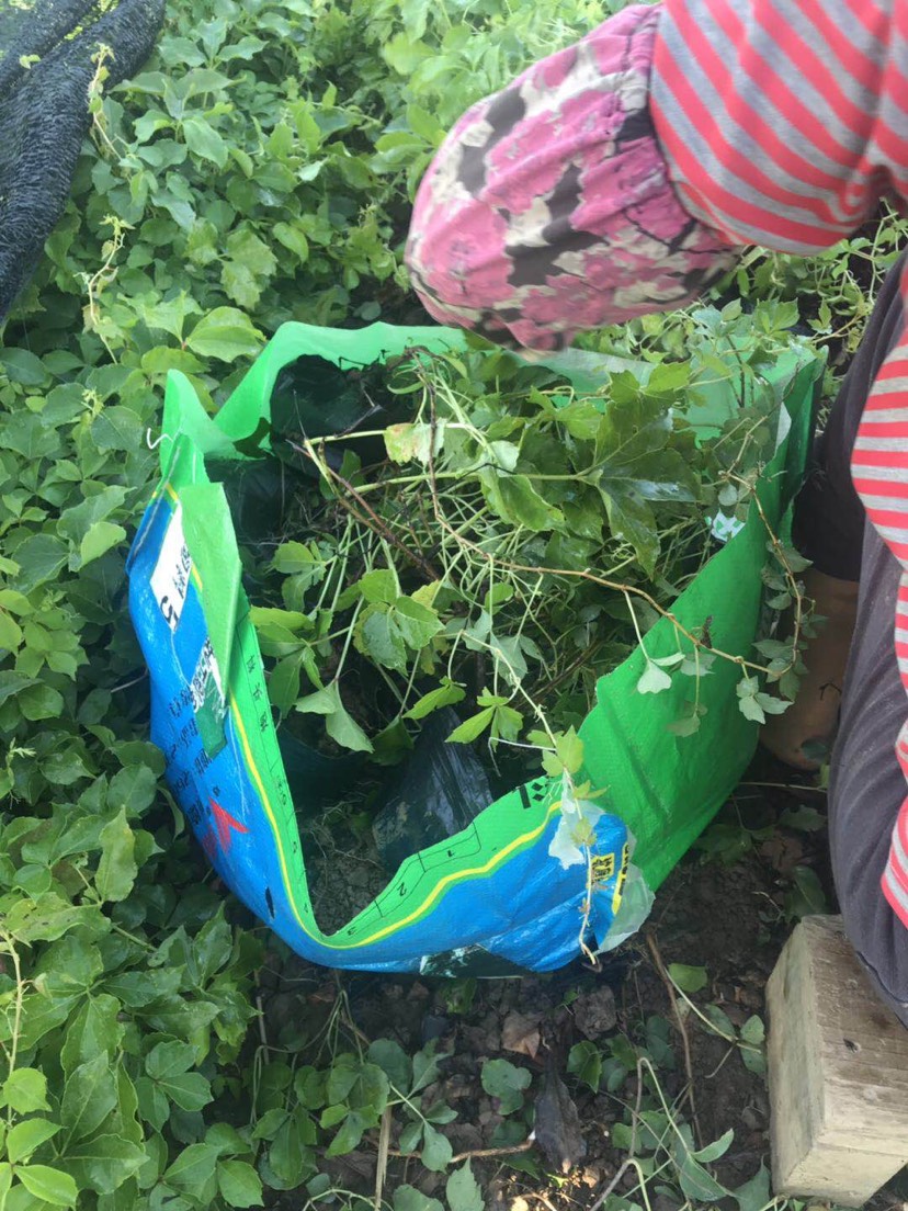 爬山虎 爬山藤袋苗大小规格爬藤植物四季常青耐寒耐旱净化空气好成活