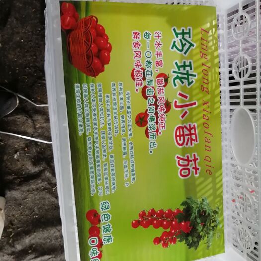 莘县 优质小玲珑圣女果，釜山88