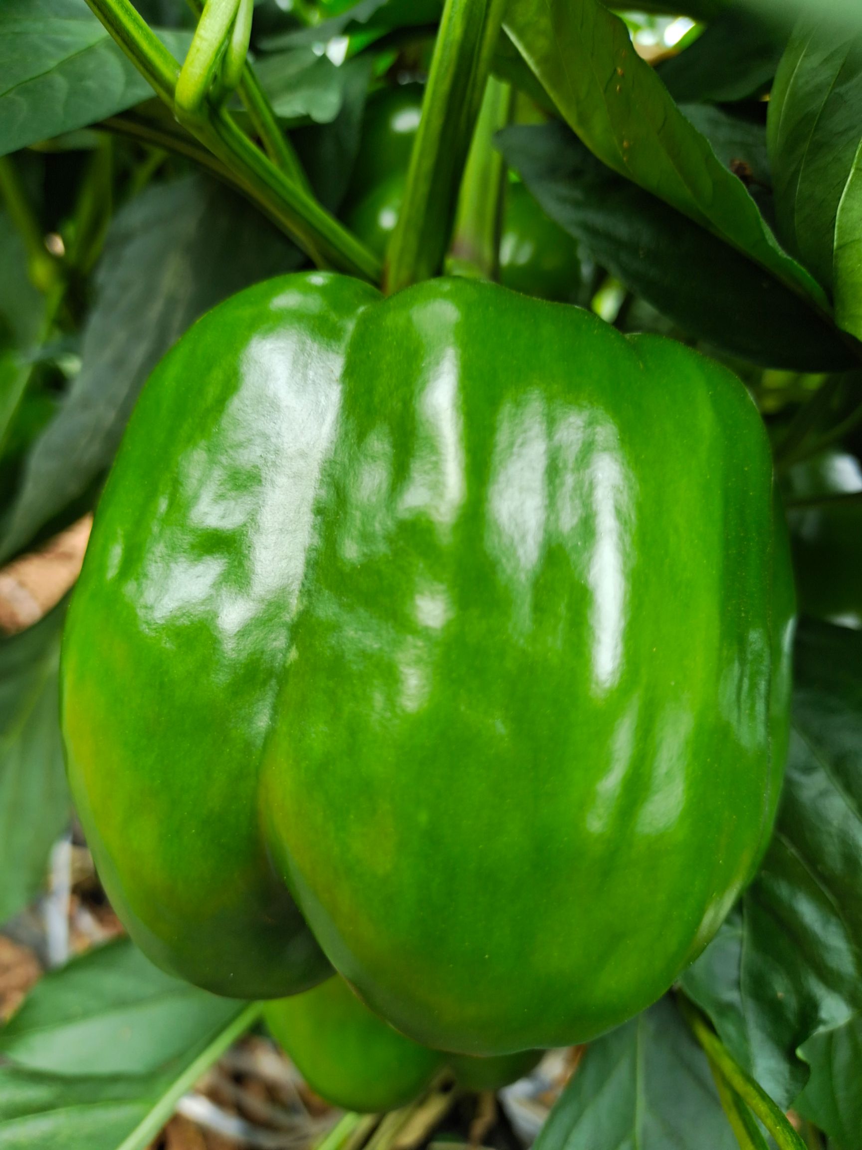  大量供应新上市圆椒，诚信代收。