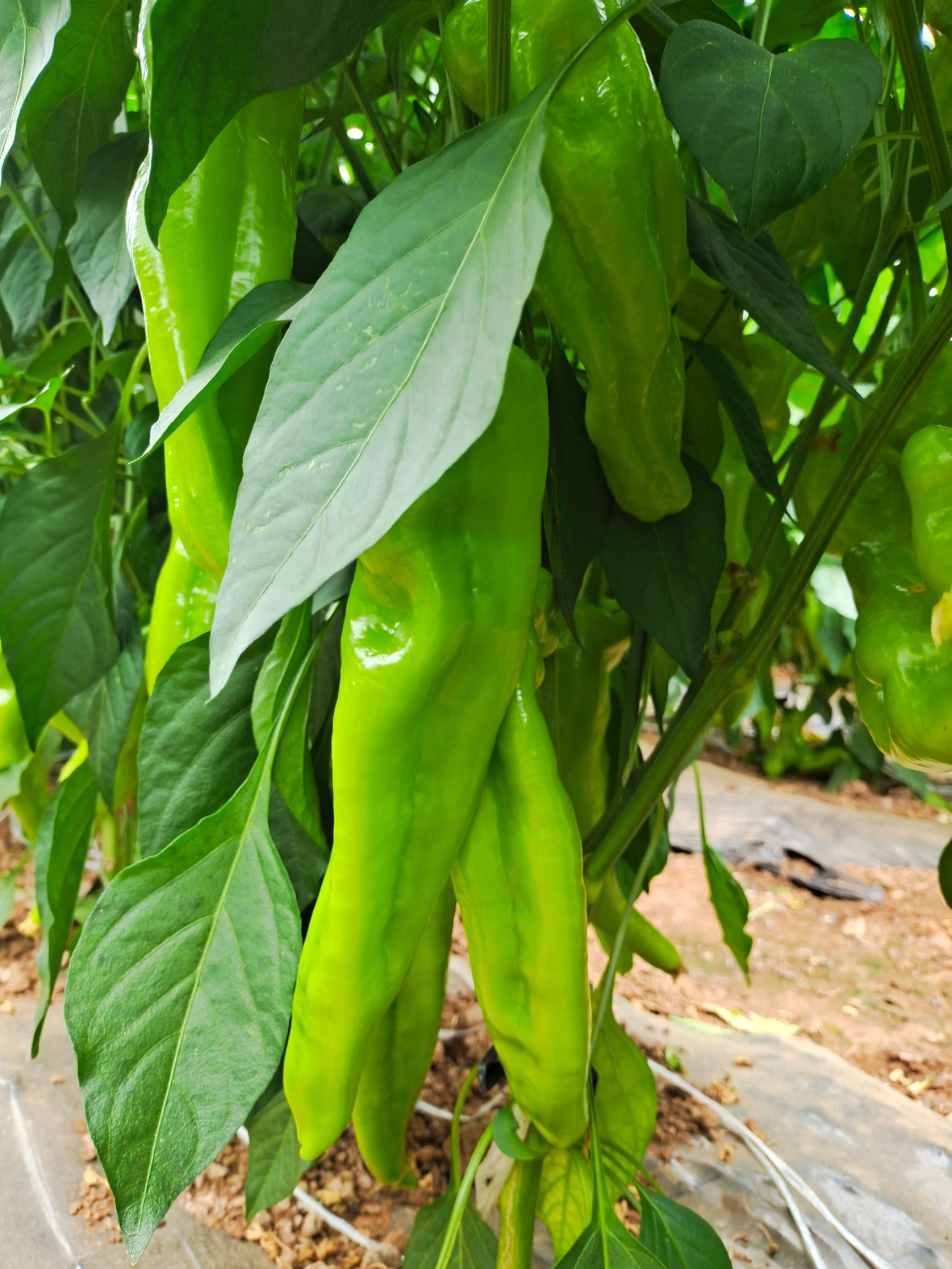  大量供应新上市圆椒，诚信代收。