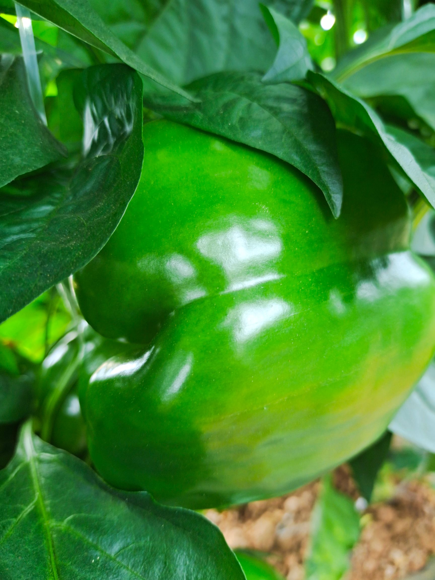  大量供应新上市圆椒，诚信代收。