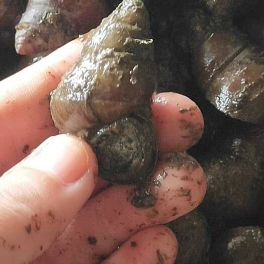 潜江市 精品石螺批发，量大从优