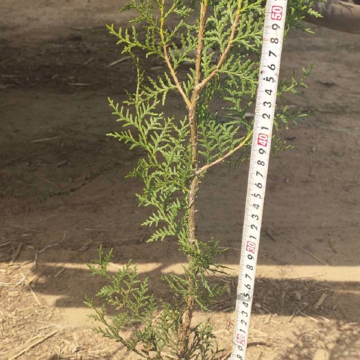 莒南县窄冠侧柏  树形优美 高度80至1米  碗碗