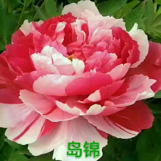 菏泽 精品牡丹芍药 一手货源保证品种加一赔十