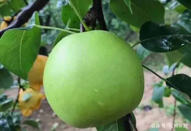 砀山县 砀山翠玉梨大量上市了欢迎广大朋友前来选购