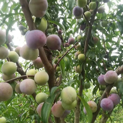 合江县茵红李 四川茵红脆李