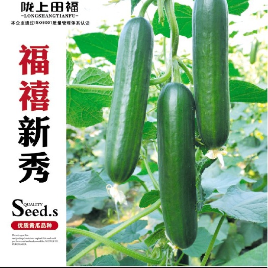 酒泉水果黄瓜种子 福禧新秀