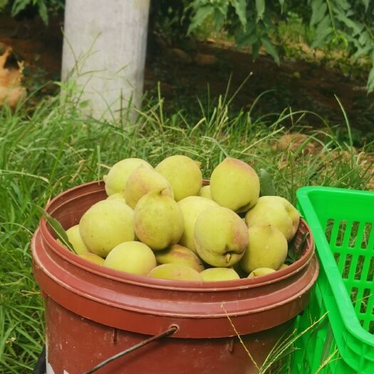 乐昌市鹰嘴蜜桃 正宗乐昌鹰嘴桃，全有机肥种植