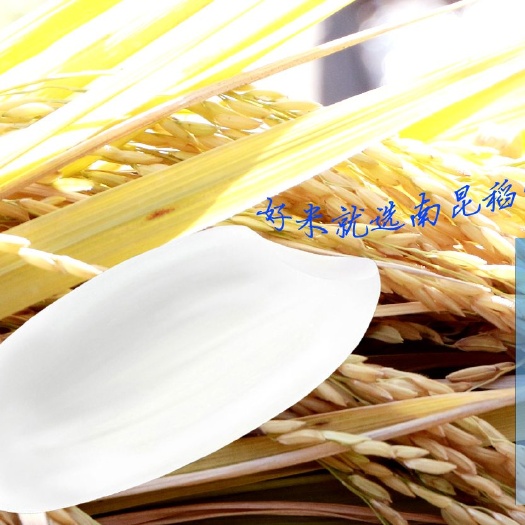 龙门县富硒大米 南昆稻富硒米，非转基因水稻，杂交水稻