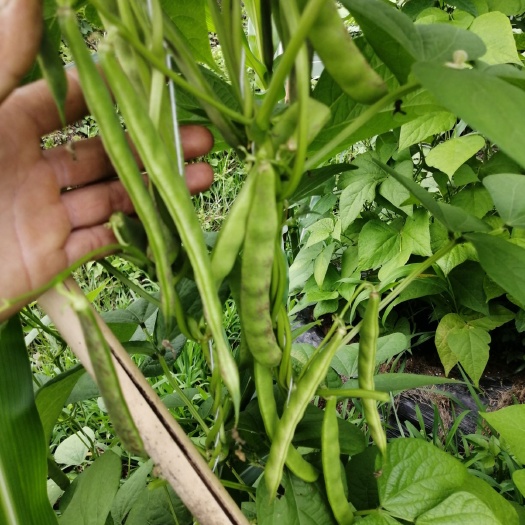 洱源县家雀蛋豆角 自家种植，雀蛋豆好吃不贵，绿色无污染。