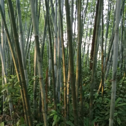  有上万亩粉单竹，可以供应造纸，一年货量