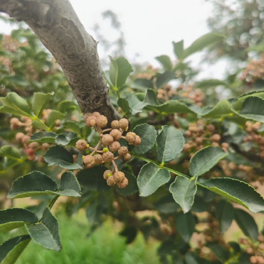 渭南 干花椒，鲜花椒，自己村子，价格美丽