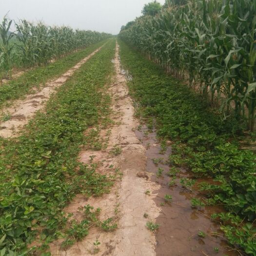 辛集市 红颜草莓苗 甜查理草莓苗无病虫害 保证成活率高产苗 甜查理0