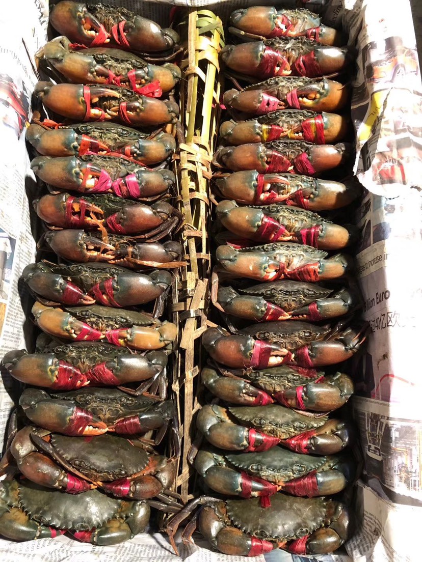 昆明缅甸黑蟹 缅甸螃蟹（公蟹母蟹膏蟹规格齐全）