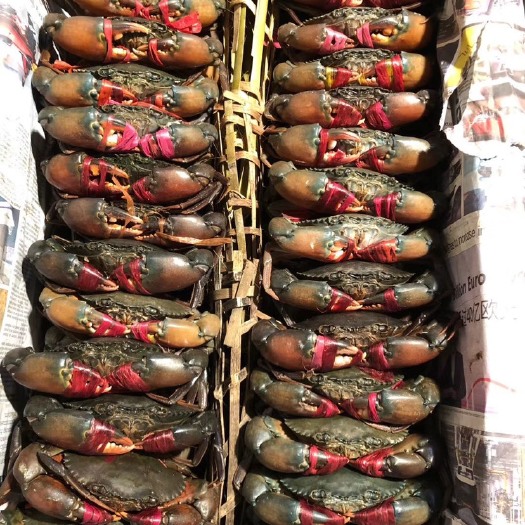 昆明缅甸黑蟹 缅甸螃蟹（公蟹母蟹膏蟹规格齐全）