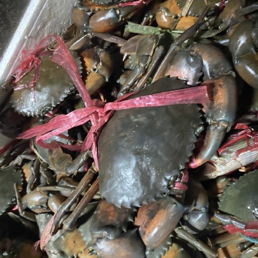 昆明 缅甸黑蟹 100-500克以下
