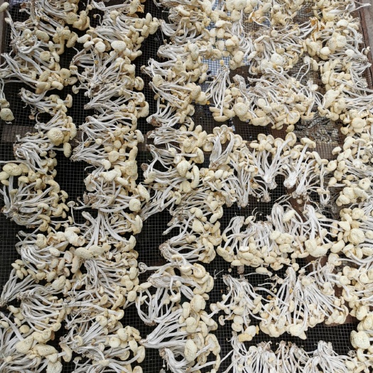 广昌6号茶树菇  白茶树菇   切根/剪脚   原色无硫