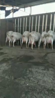 富平县陕西富平萨能奶山羊