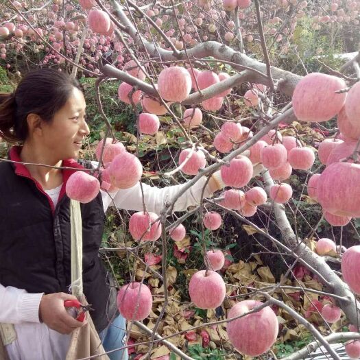 栖霞市 烟台苹果  质量不好退 口感不好退 您心情不好退  打市场