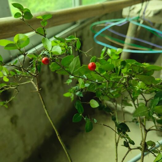 黄梅县常年供应大山药材伏牛花别称(绣花针，虎刺)勾滕等大山药材。