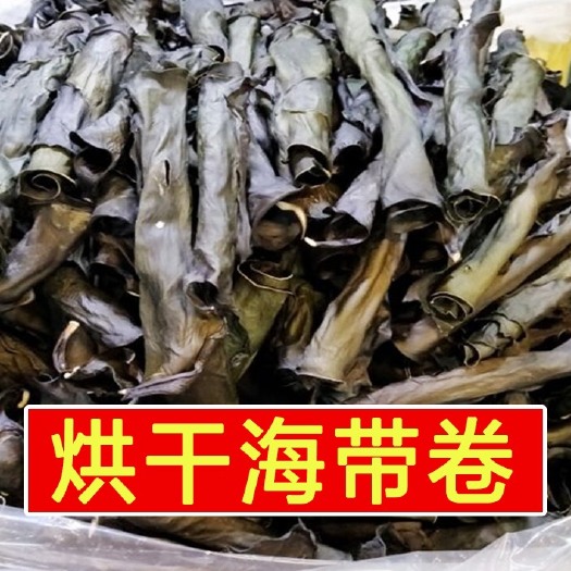 霞浦县鲜海带   霞浦久诚烘干海带卷
