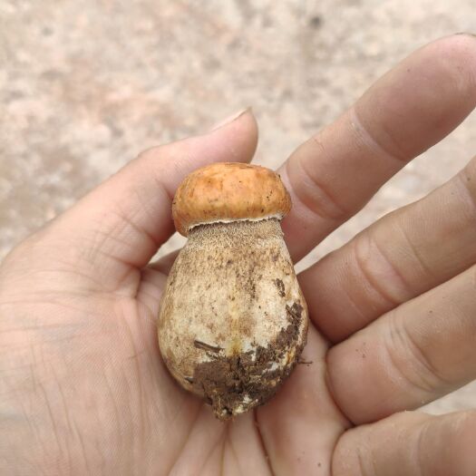 会东县 牛肝菌
