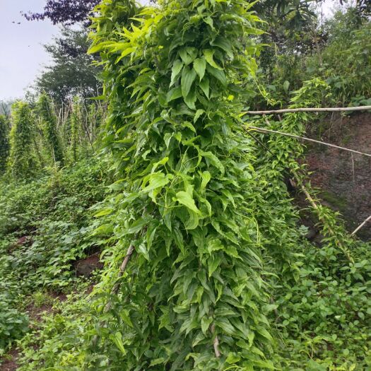 罗城县 百部种子，百部，百部苗