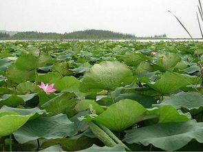 江西高含量荷叶，药材叶，用于药厂，荷叶灰